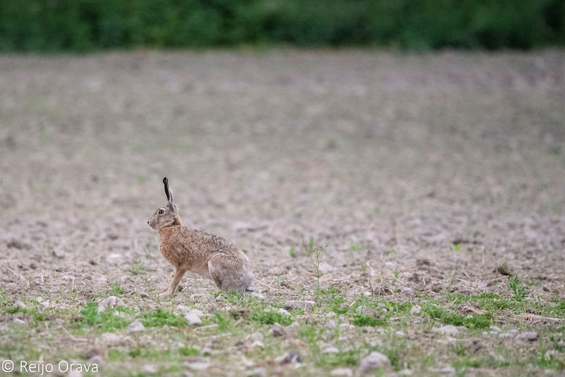 ... jänö ei näyttänyt kovin järkyttyneeltä. Se pysähtyi istumaan, kun huomasi kisan voittaneensa. En usko, että ristihuuli kuitenkaan nauroi niinkuin kansansadussa. 