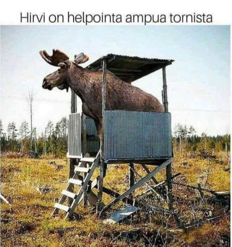 Hirvi tosiaan on helpointa ampua tornista (kuva: lainattu interwebin syövereistä)