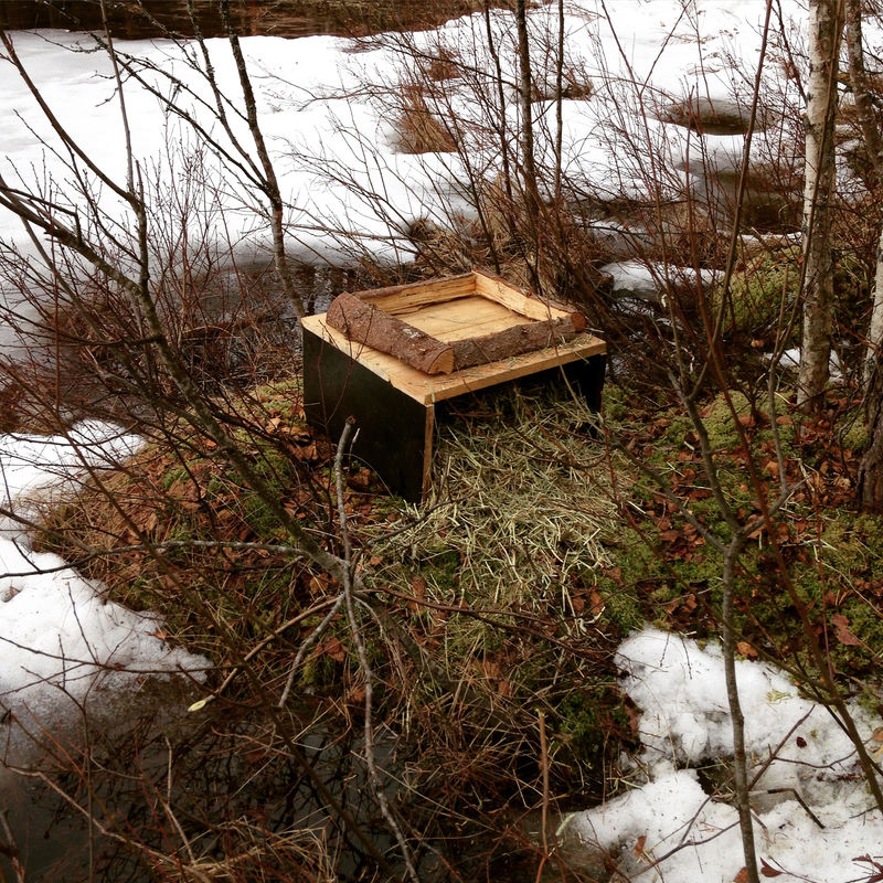 Ensimmäinen maapesä järven rannalla. Tuubimallinen keinopesä sijoitettu n. 30 metriä oikealle.