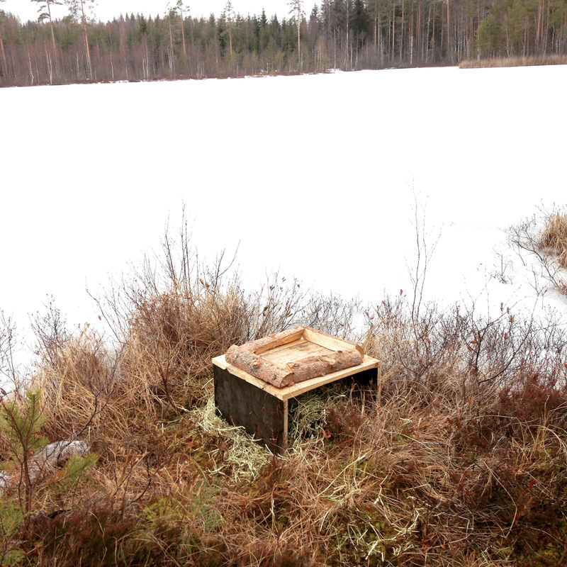 Toinen maapesä lammen rannalla. Pesä on sijoitettu hetteelle, jossa sorsat viettävät kesällä paljon aikaa.