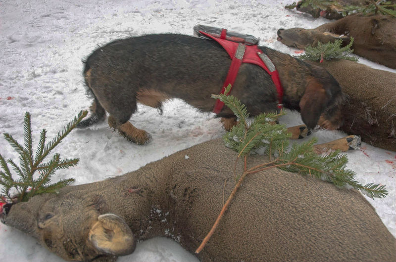 Benefonin matkapuhelimeen perustuva Pointer kaurisajurin matkassa. vuonna 2004. Laite lähetti paikannustiedon tekstiviestinä koiranohjaajan Benefon-puhelimeen. Alkuaikoina mäyrkoiralle sopivat valjaat piti värkätä itse. 