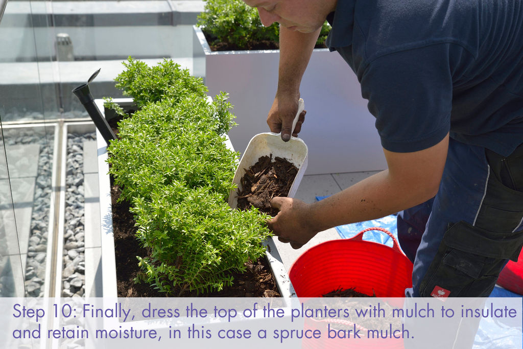 Commercial planter installation: dress the planters with mulch