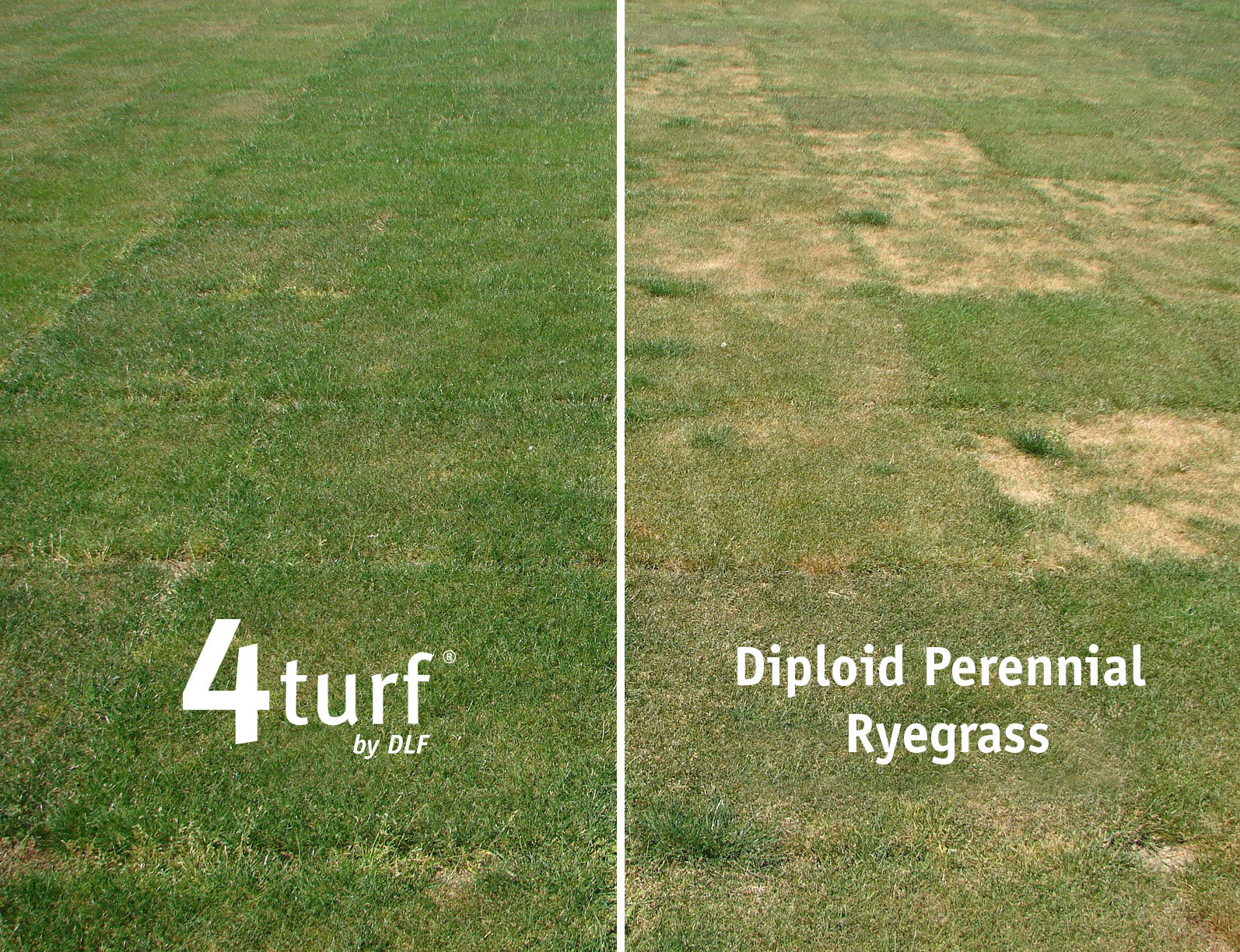 Image shows 4Turf summer drought tolerance.
