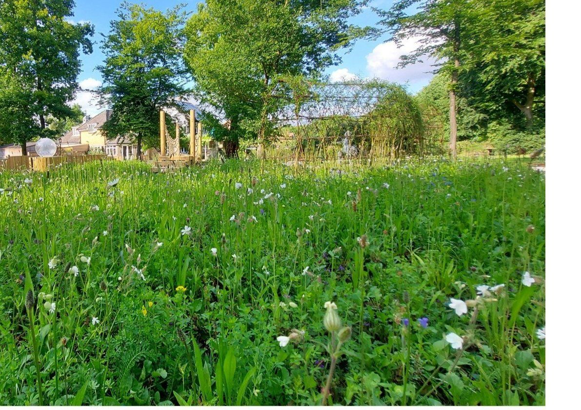 How and when to cut a wildflower meadow