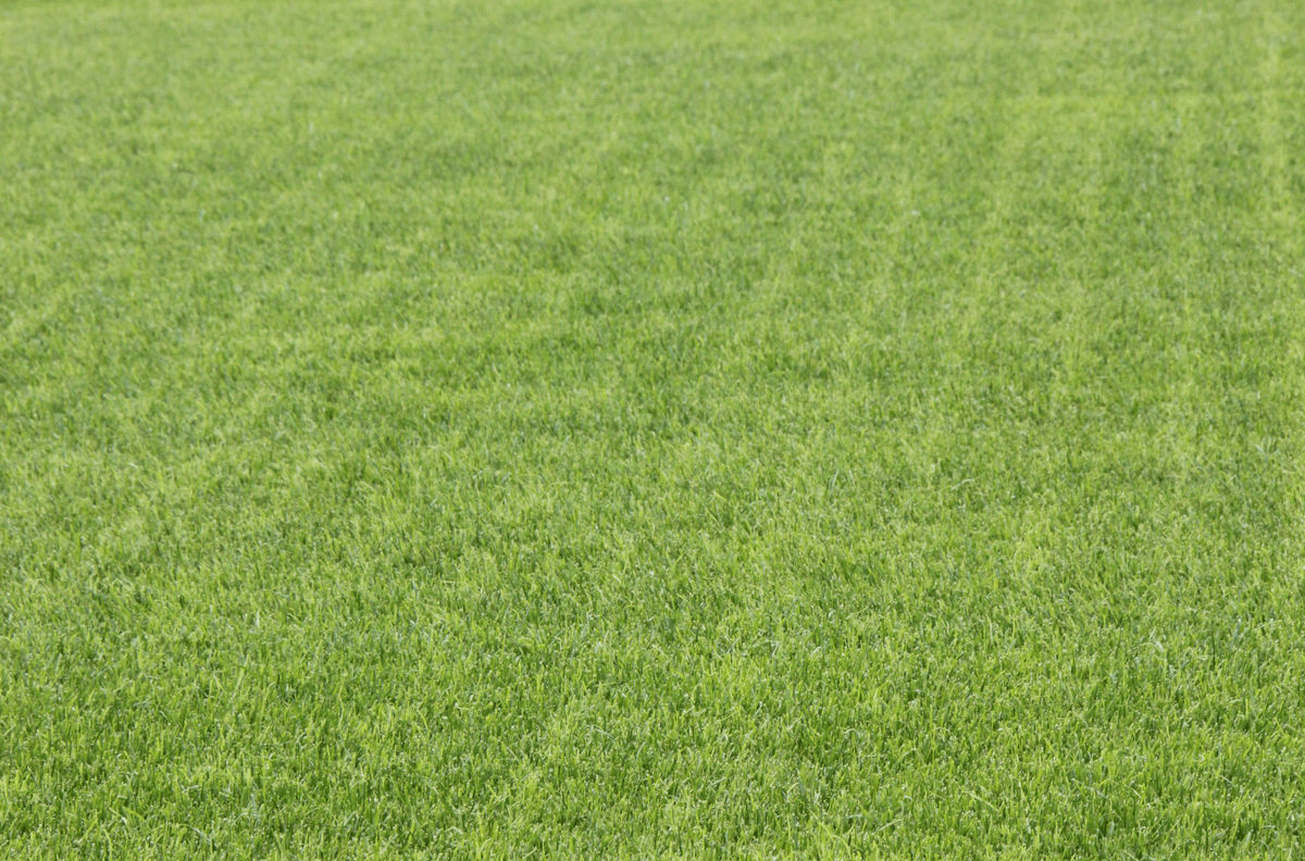 Overseeding football pitch maintenance