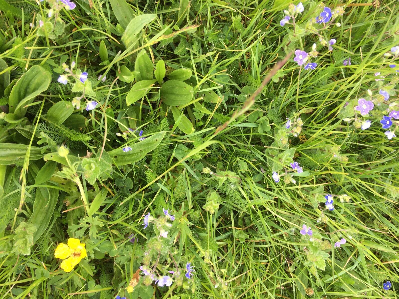 Sowing wildflowers into grass 