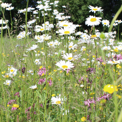 Native meadow maker