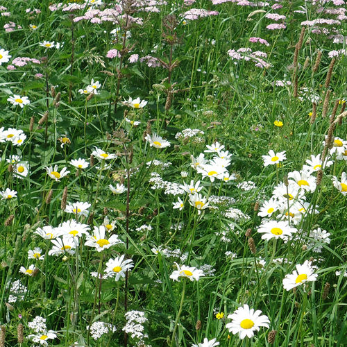 Traditional hay meadow