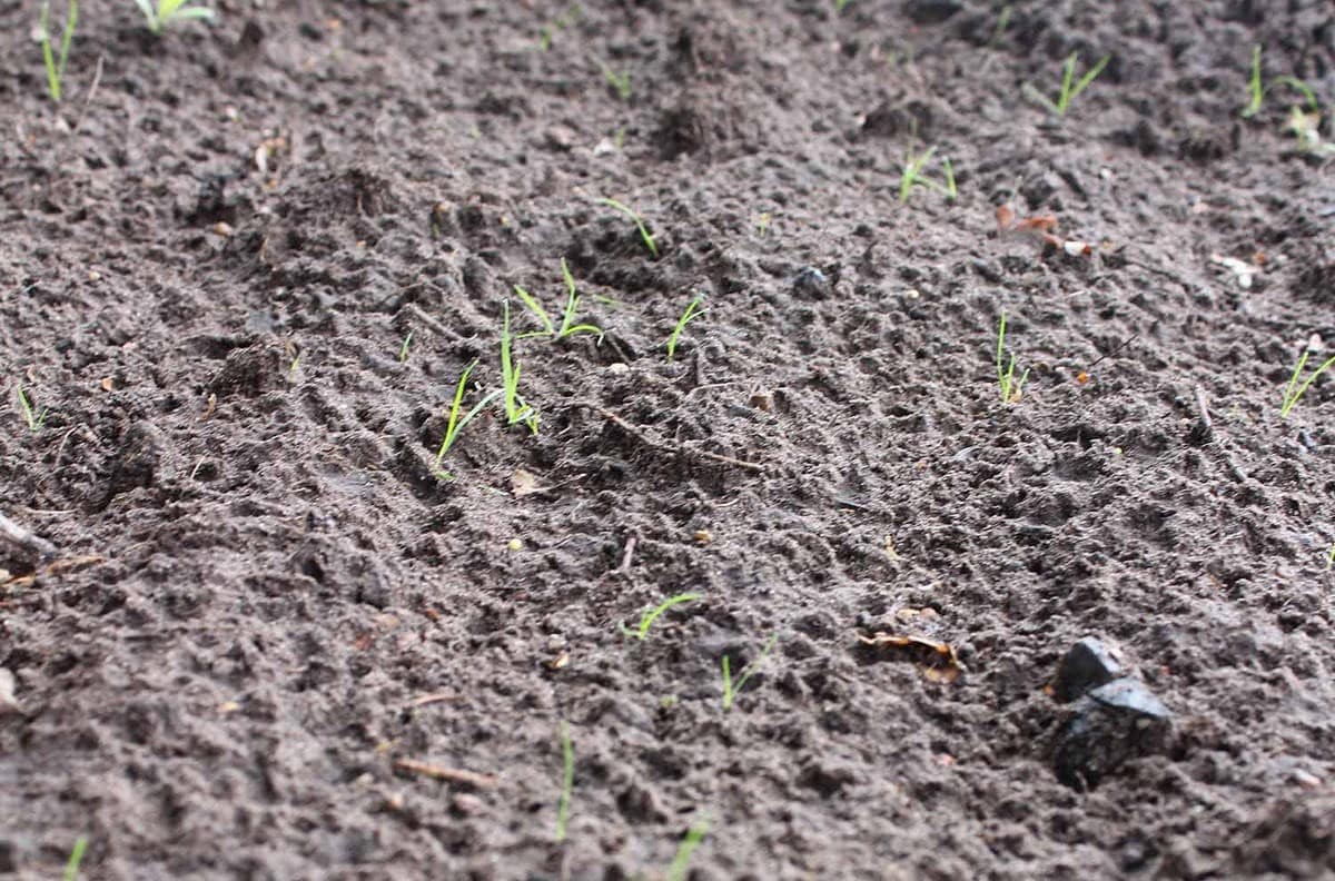 Sow the seed creating and maintaining the lawn