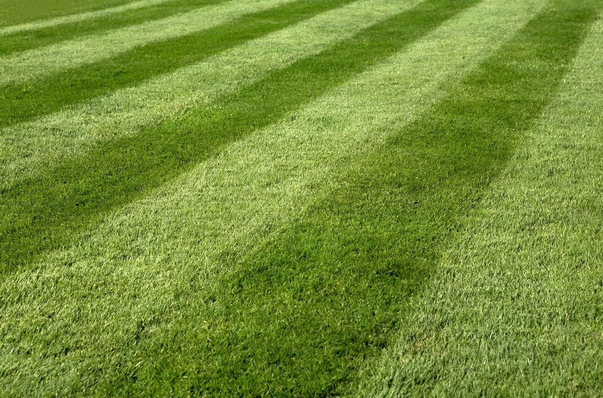 Rotary mower