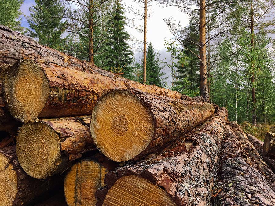 Is timber a sustainable answer to housebuilding goals?