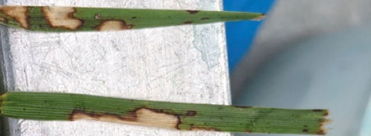 Incidences of Brown Patch are becoming more frequent in high-end stadiums and training grounds across Northern Europe and the UK