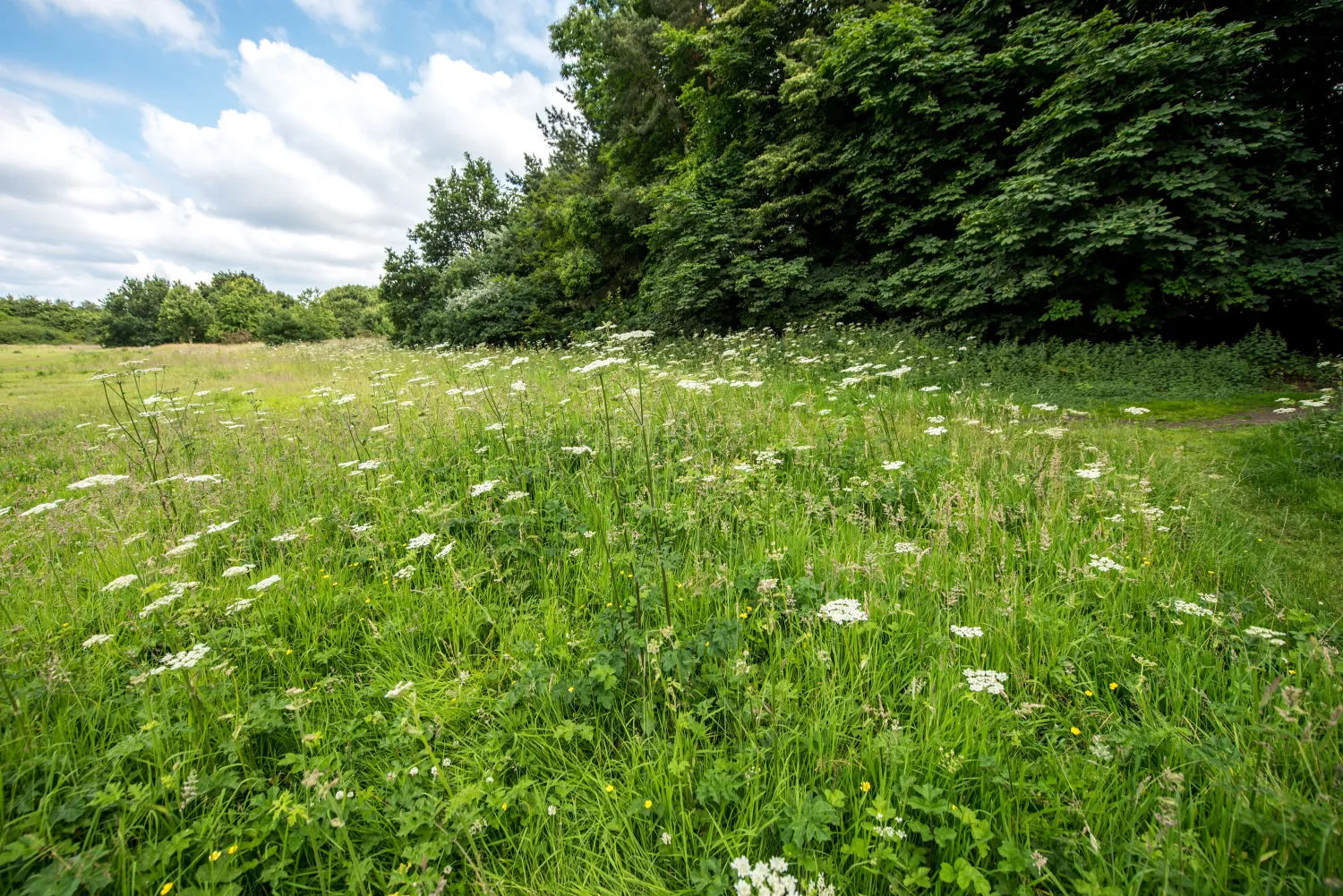 Knepp Estate, West Sussex