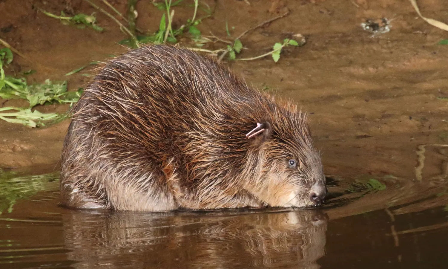 River Otter Beaver Trail, Devon