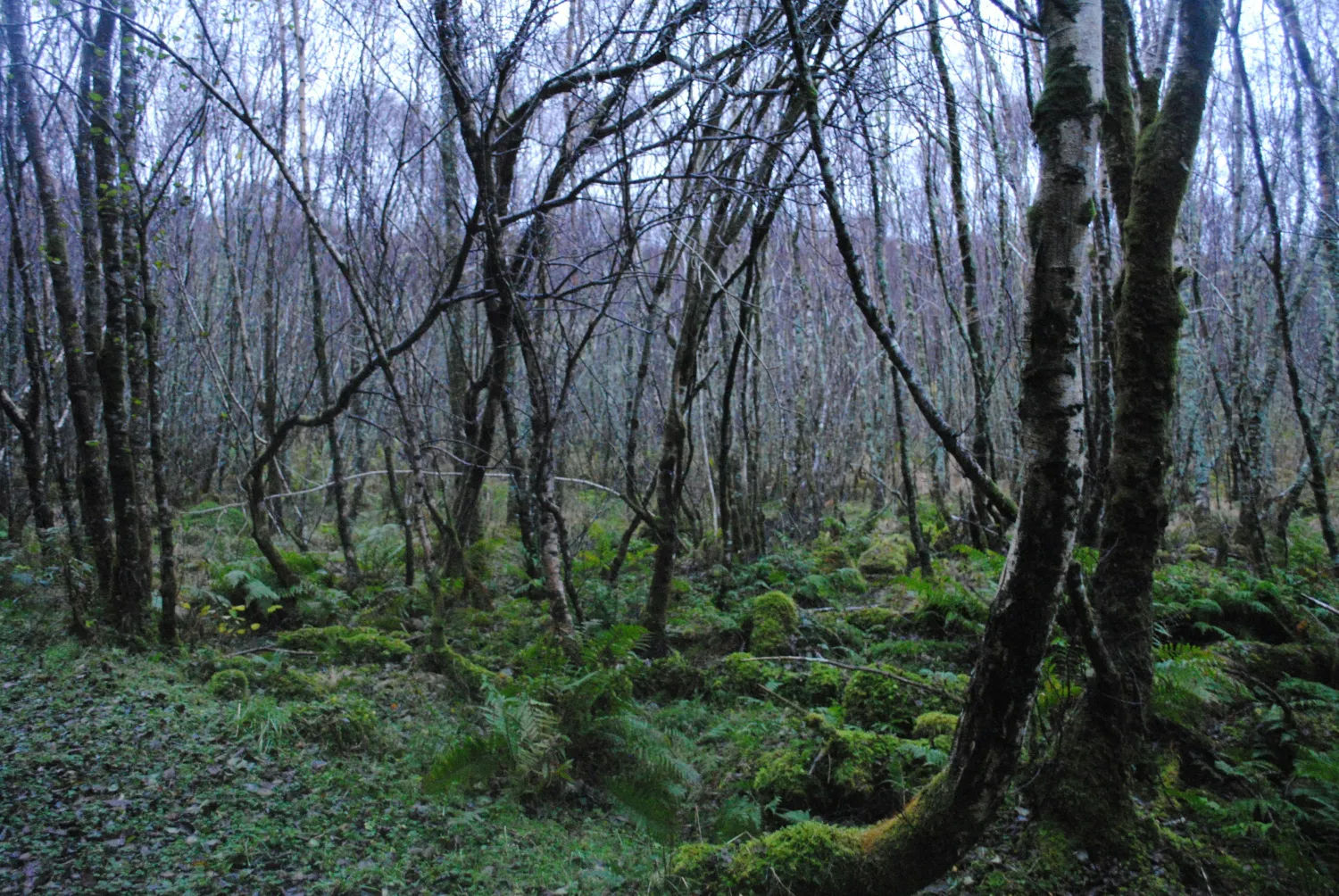 Carrifran Wildwood, Scottish Borders