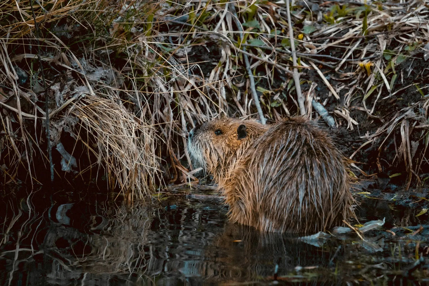 Rewilding Coombeshead, Devon