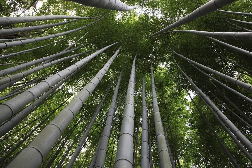 Bamboo forest