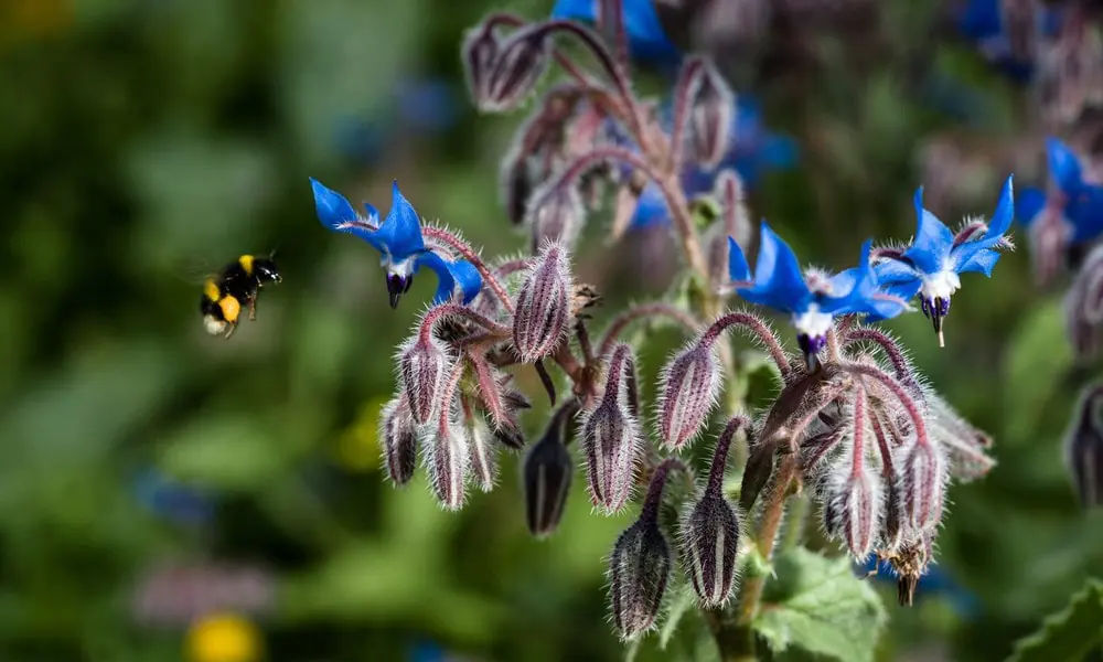 Best wildflowers for pollinators: 8 species that attract bees and butterflies