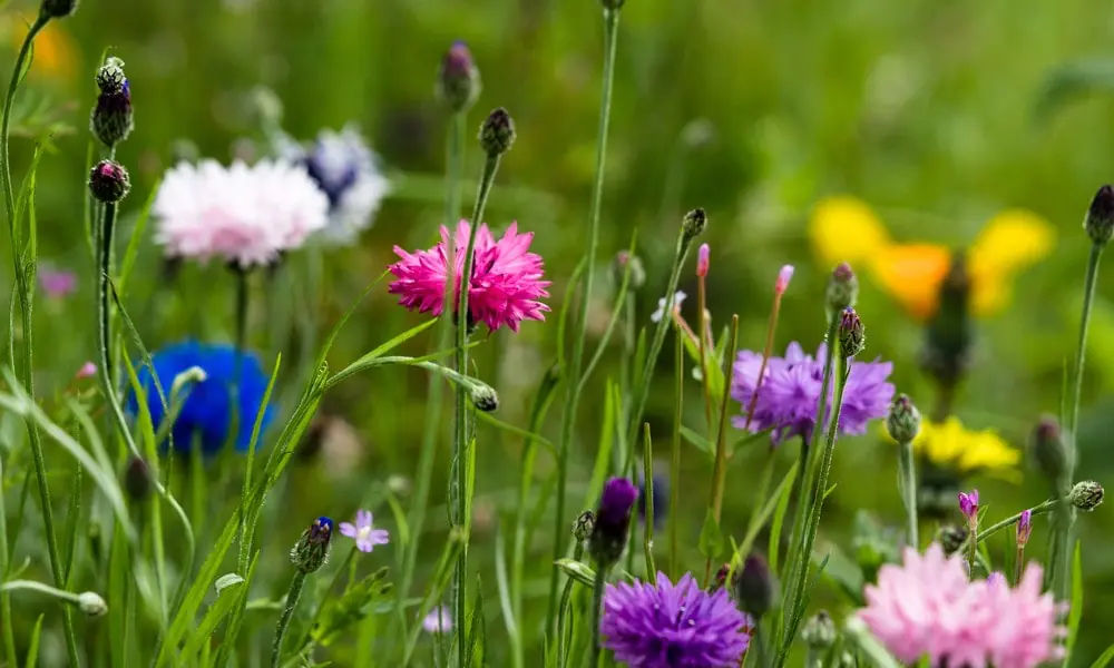 Wildflower planting contributes to Biodiversity Net Gain