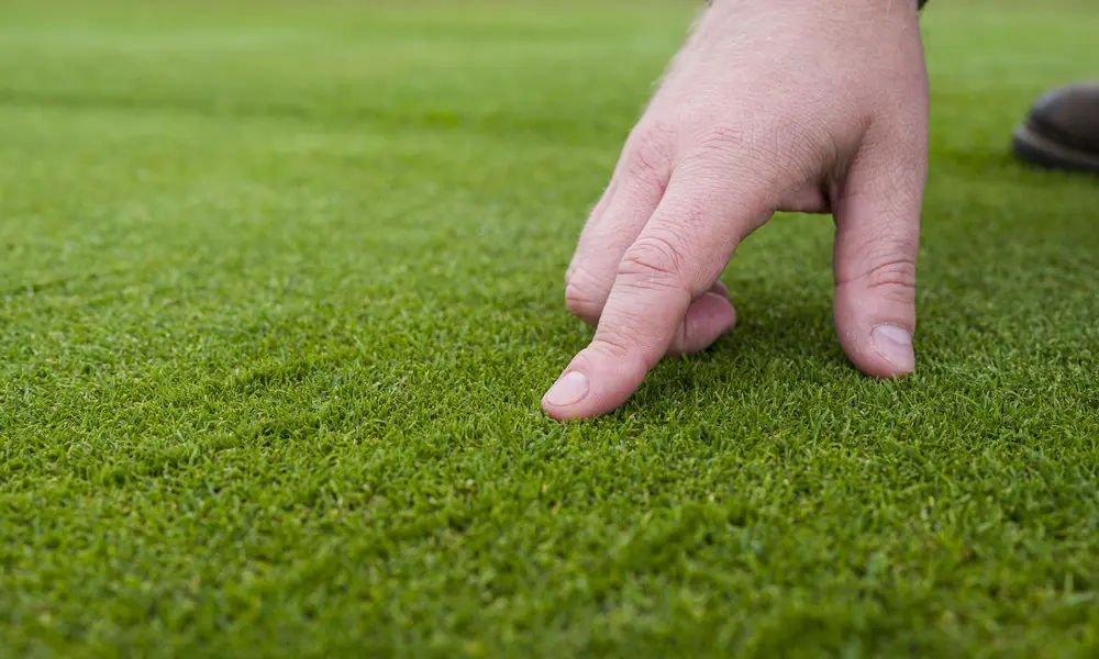 Finding the right balance: ryegrass vs fescue