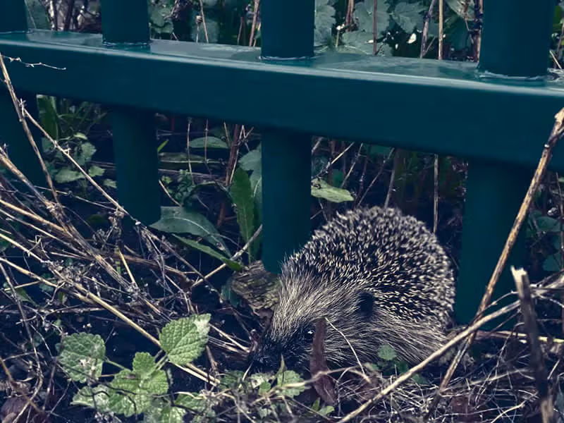 Wildlife friendly fencing 