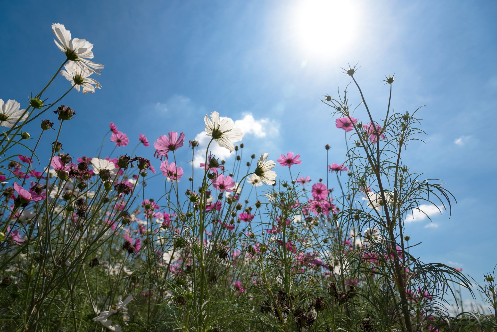 The changing picture of pesticide legislation
