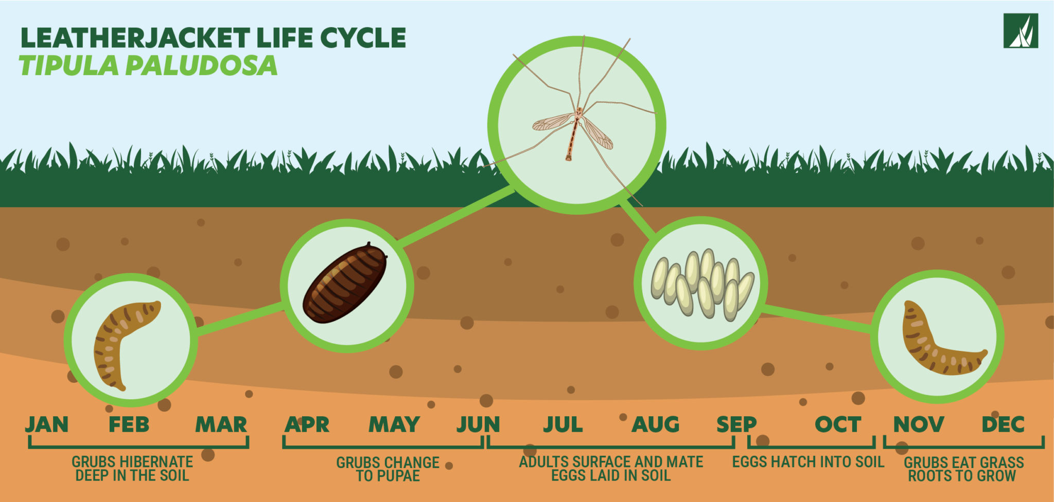 Leatherjacket life cycle - Tipula Paludosa
