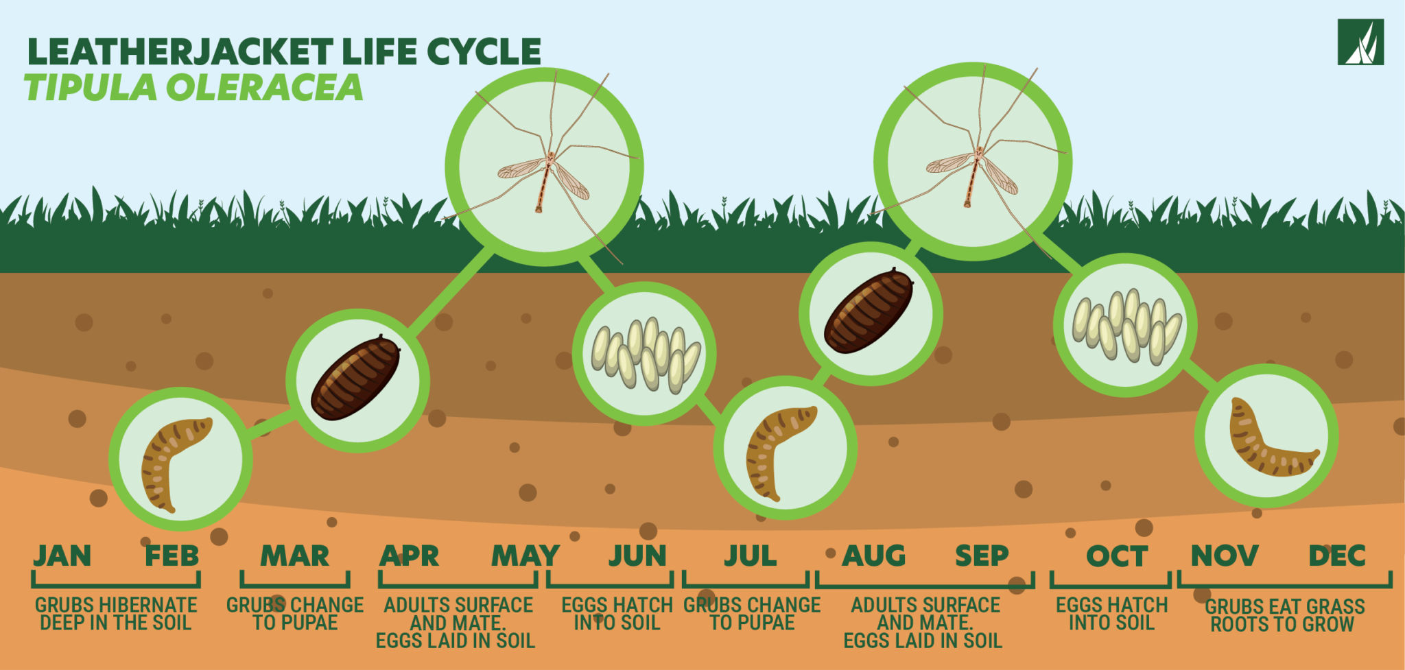 Leatherjacket life cycle - Tipula Oleracea