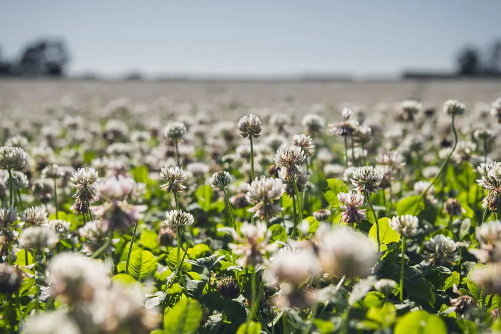 Combining the resilience of Caucasian clover with the lateral growth of white clover, DoubleRoot performs above and below ground in challenging weather conditions