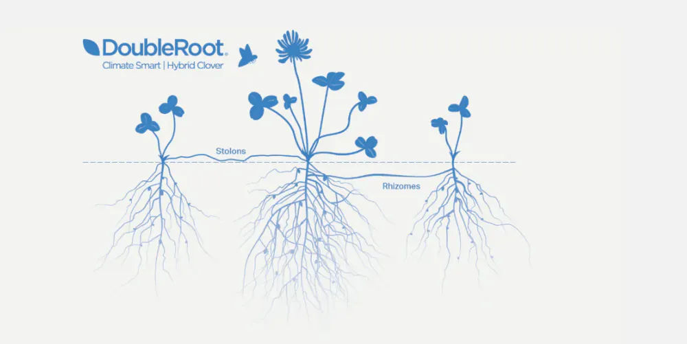 DoubleRoot climate smart hybrid cover - Above ground: Horizontal stolons spread across the surface, forming new plantlets. Below ground: Rhizomes grow beneath the surface, producing stems.