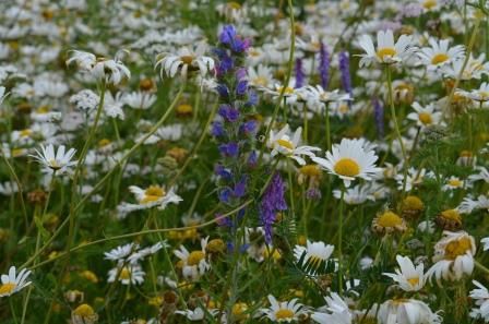 Bee-friendly wildflower meadows have all but disappeared