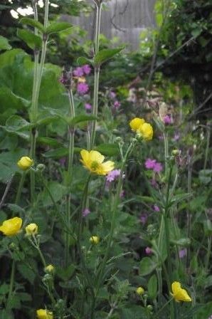 Colourful native flowers are easy to care for and support pollinators whilst looking good