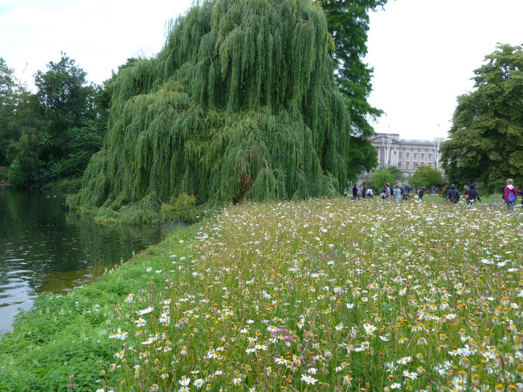 An urban wildflower meadow. This is in London but the concept could easily be adapted to Scottish Cities.