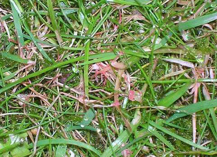 Red thread disease in lawns - how to treat it | Harrowden