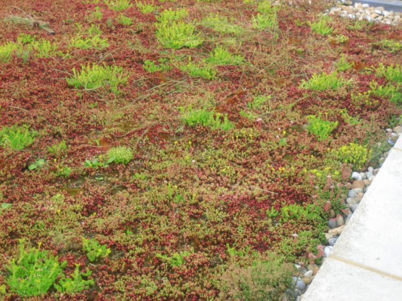 Well maintained green roof