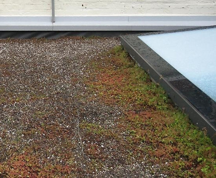 Poorly maintained green roof