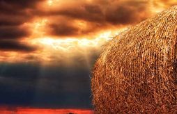 HortiContact 2026 background