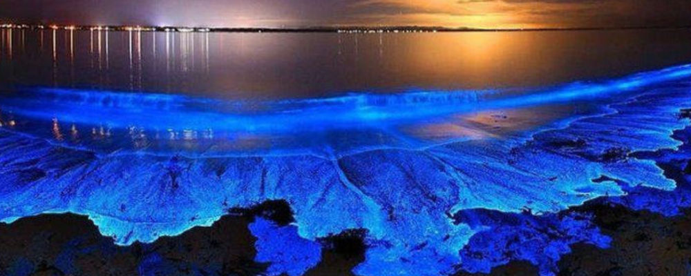 Bioluminiscencia en Holbox