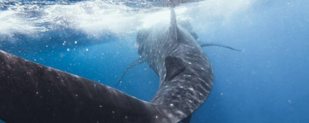 Holbox Tiburón Ballena