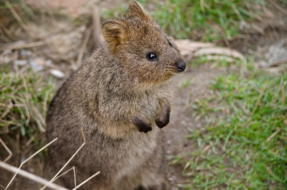 Quokka at Featherdale Wildlife Park