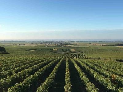 Vigne domaine taluau foltzenlogel