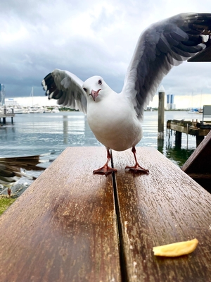 Gîte les mouettes