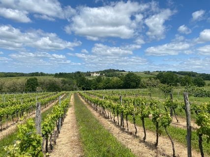 Vigne du Château la Piolette