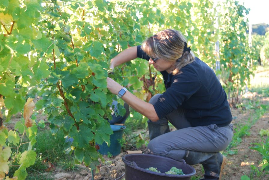 Travail dans les vignes