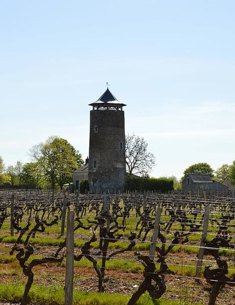 Vigne du domaine Asseray