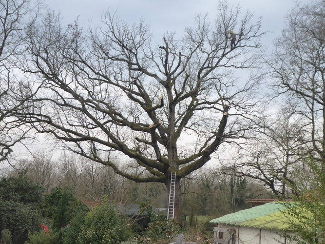 Élagage d'un très gros arbre