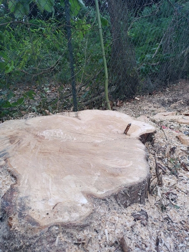 Abattage et démontage d'arbre