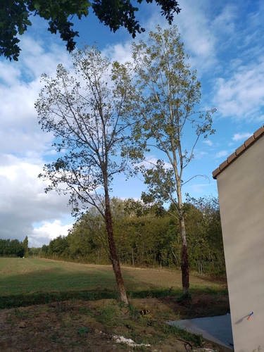 Élagage d'arbres près d'une maison