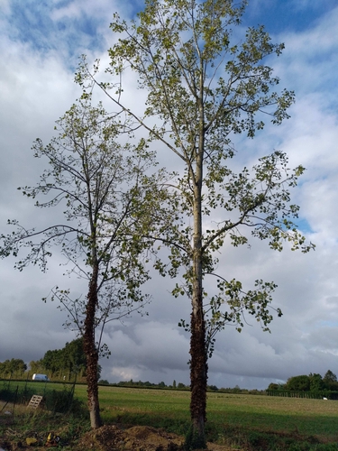 Élagage d'arbres près d'une maison