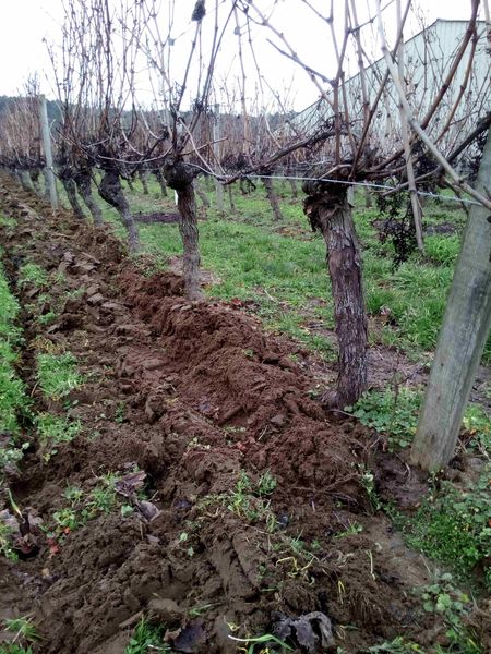 Vigne de la Maison Cognard